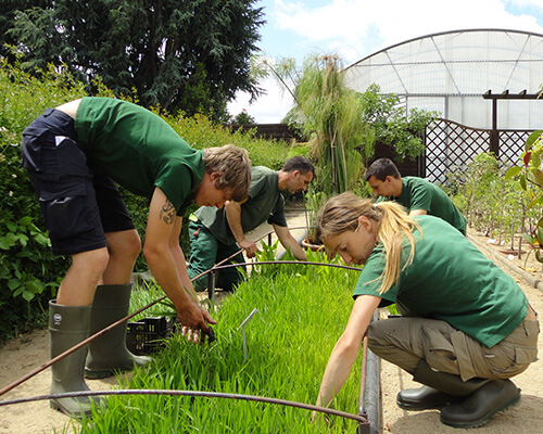 Volunteering at Bute Park