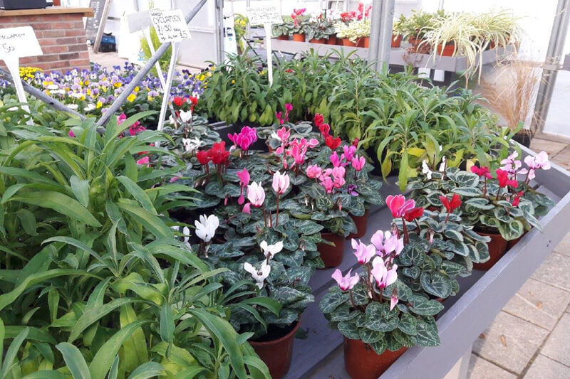 Visit our plant shop